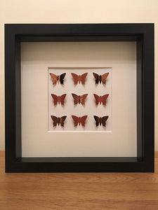 Copper Square Butterfly Frame